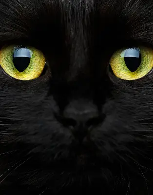 Estores de rolo interiores para janela Olhos de gato