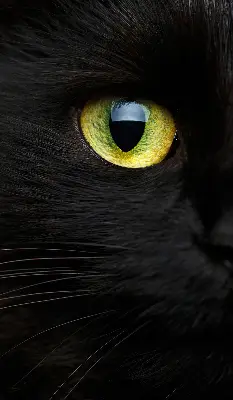 Estores de rolo interiores para janela Olhos de gato