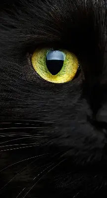 Estores de rolo interiores para janela Olhos de gato