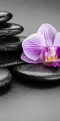 Estores de rolo interiores Orquídea sobre as pedras