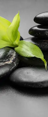 Estores de rolo interiores Orquídea sobre as pedras