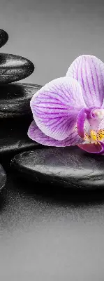 Estores de rolo interiores Orquídea sobre as pedras
