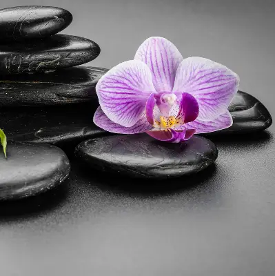 Estores de rolo interiores Orquídea sobre as pedras