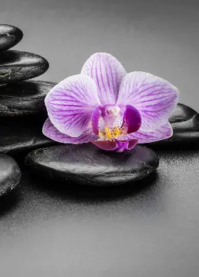 Estores de rolo interiores Orquídea sobre as pedras