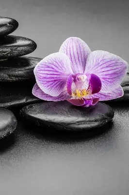 Estores de rolo interiores Orquídea sobre as pedras
