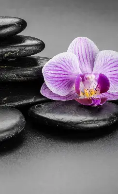 Estores de rolo interiores Orquídea sobre as pedras