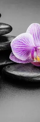 Estores de rolo interiores Orquídea sobre as pedras