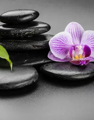 Estores de rolo interiores Orquídea sobre as pedras