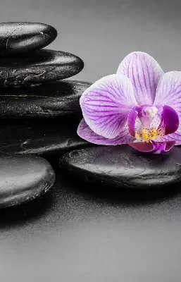 Estores de rolo interiores Orquídea sobre as pedras