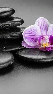 Estores de rolo interiores Orquídea sobre as pedras