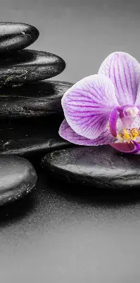 Estores de rolo interiores Orquídea sobre as pedras