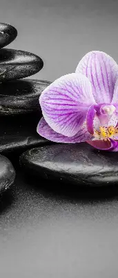 Estores de rolo interiores Orquídea sobre as pedras