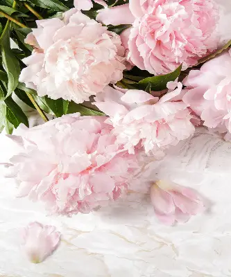 Estores de rolo para porta de varanda Flores