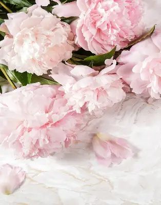 Estores de rolo para porta de varanda Flores