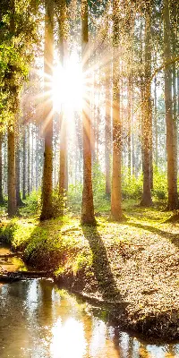 Estores de rolo interiores para janela O sol brilhando através das árvores