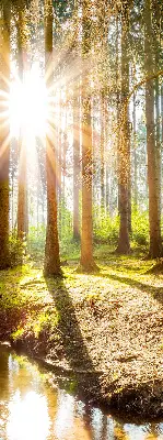 Estores de rolo interiores para janela O sol brilhando através das árvores