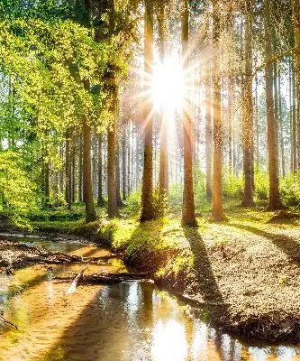 Estores de rolo interiores para janela O sol brilhando através das árvores