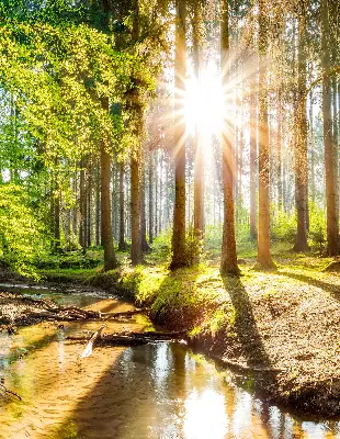 Estores de rolo interiores para janela O sol brilhando através das árvores