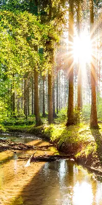 Estores de rolo interiores para janela O sol brilhando através das árvores