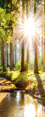 Estores de rolo interiores para janela O sol brilhando através das árvores