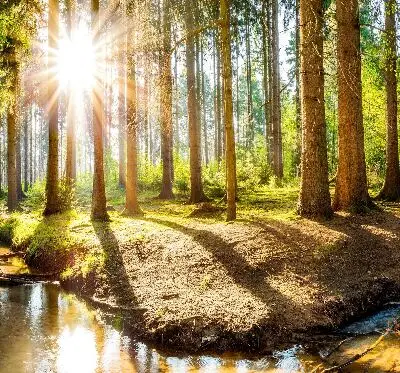 Estores de rolo interiores para janela O sol brilhando através das árvores