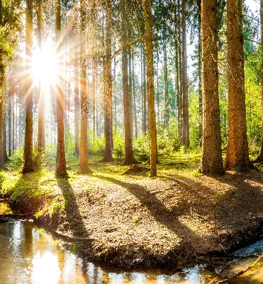 Estores de rolo interiores para janela O sol brilhando através das árvores