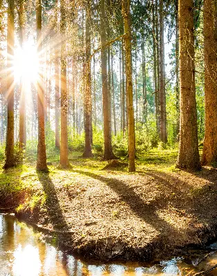 Estores de rolo interiores para janela O sol brilhando através das árvores