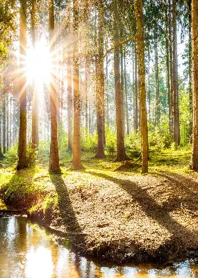 Estores de rolo interiores para janela O sol brilhando através das árvores