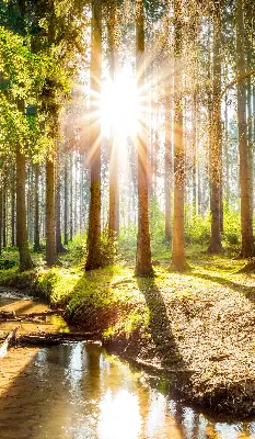 Estores de rolo interiores para janela O sol brilhando através das árvores