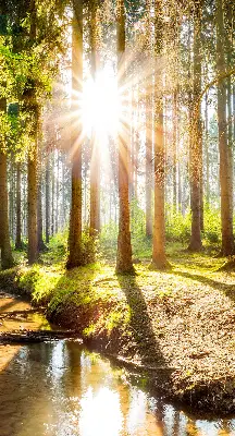 Estores de rolo interiores para janela O sol brilhando através das árvores