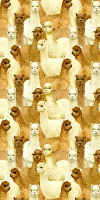 Estores de rolo interiores para janela Um rebanho de alpacas