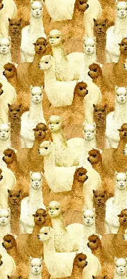 Estores de rolo interiores para janela Um rebanho de alpacas