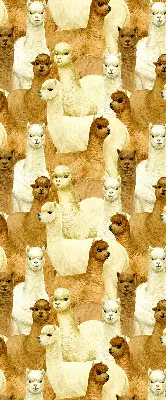 Estores de rolo interiores para janela Um rebanho de alpacas
