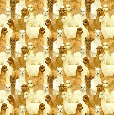 Estores de rolo interiores para janela Um rebanho de alpacas