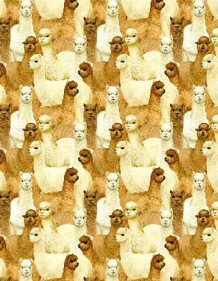 Estores de rolo interiores para janela Um rebanho de alpacas