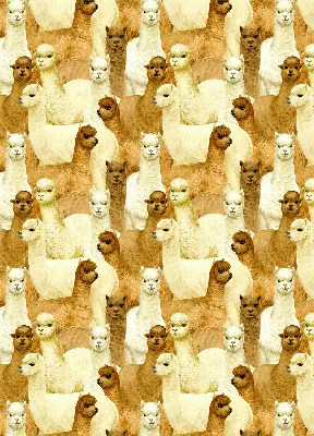 Estores de rolo interiores para janela Um rebanho de alpacas