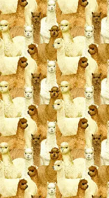 Estores de rolo interiores para janela Um rebanho de alpacas