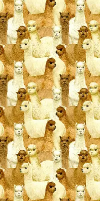 Estores de rolo interiores para janela Um rebanho de alpacas