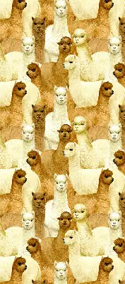 Estores de rolo interiores para janela Um rebanho de alpacas