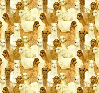 Estores de rolo interiores para janela Um rebanho de alpacas