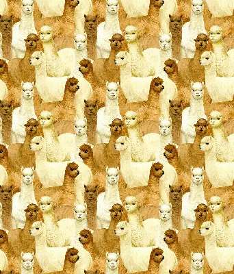 Estores de rolo interiores para janela Um rebanho de alpacas