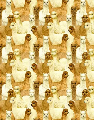 Estores de rolo interiores para janela Um rebanho de alpacas
