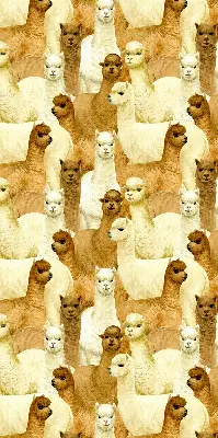 Estores de rolo interiores para janela Um rebanho de alpacas