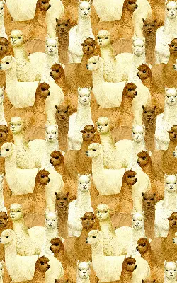 Estores de rolo interiores para janela Um rebanho de alpacas