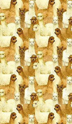 Estores de rolo interiores para janela Um rebanho de alpacas
