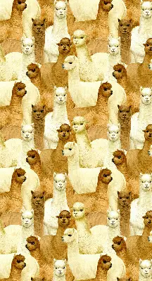 Estores de rolo interiores para janela Um rebanho de alpacas