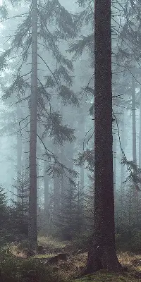 Estores de rolo em tecido Floresta à noite