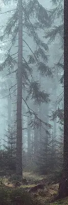 Estores de rolo em tecido Floresta à noite