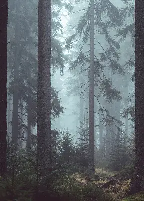 Estores de rolo em tecido Floresta à noite