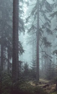 Estores de rolo em tecido Floresta à noite